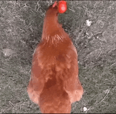 a chicken with a red egg in its beak is standing in the grass .