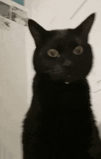 a black cat is standing in front of a white wall .