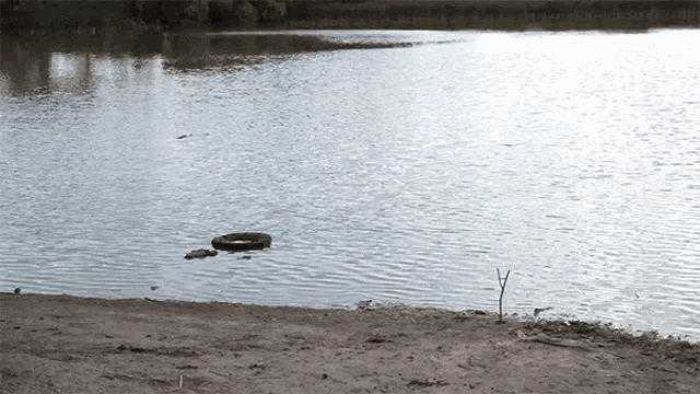 a tire is floating in the water near a beach