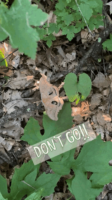 a butterfly is sitting on a leaf next to a sign that says do n't go !!