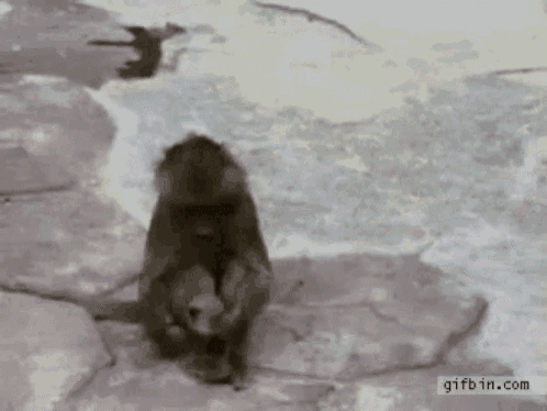 a monkey is crawling on the ground with the website gifbin.com visible in the corner