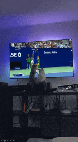 a cat is watching a tennis match on a tv sponsored by emirates airlines