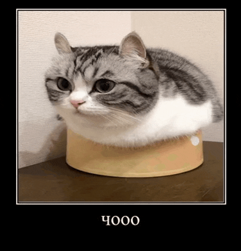 a picture of a cat with the number 4000 on the bottom of it