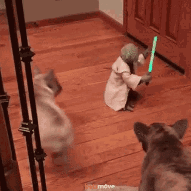Yoda Star Wars GIF - Yoda Star Wars Yoda Vs Dog GIFs