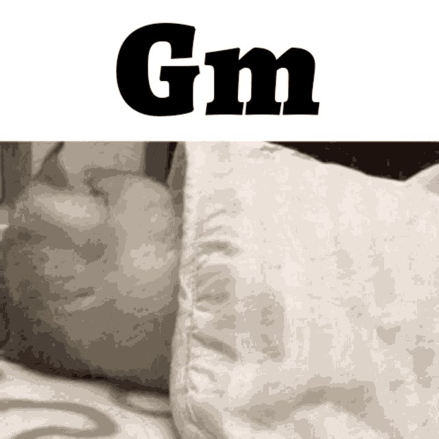a cat laying on a bed next to a pillow and the word gm above it