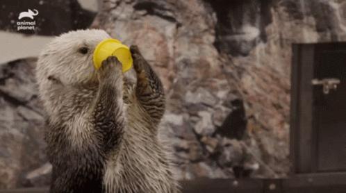 Gift Otter GIF - Gift Otter Cup GIFs