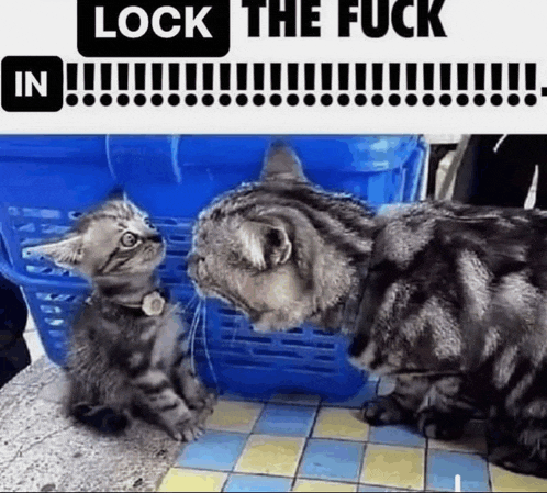 a cat and a kitten are looking at each other in front of a sign that says lock the fuck