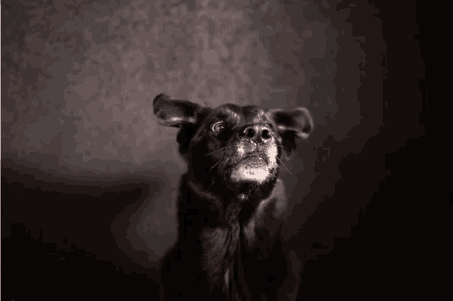 Nora Dog GIF