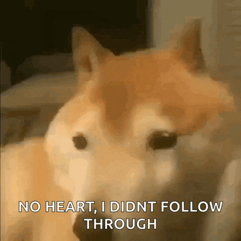 a dog says no heart , i did n't follow through .