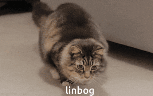 a cat with the word linbog written on the bottom