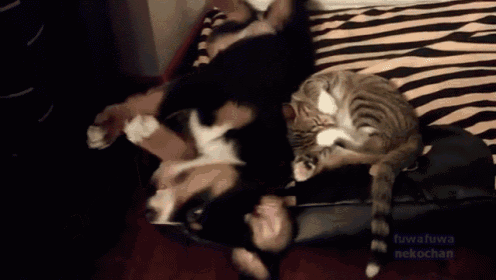 a dog and a cat are laying on a bed with fuwafuwa nekochan written in purple