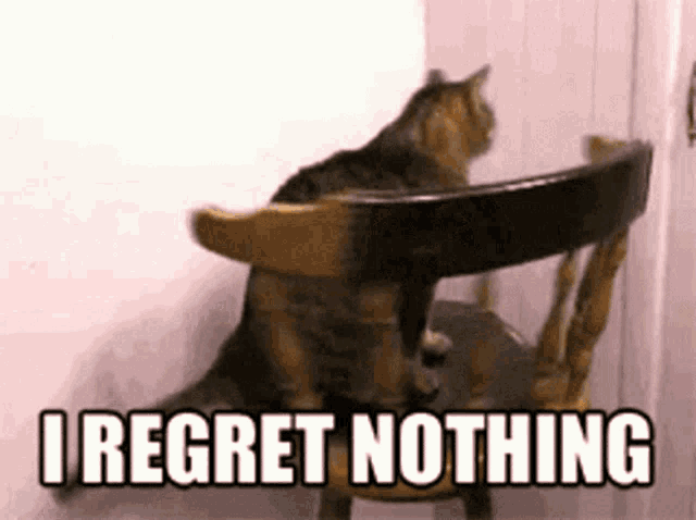 a cat is sitting on a chair with the words " i regret nothing " written above it