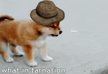 a puppy wearing a hat with the words what in tarnation behind it