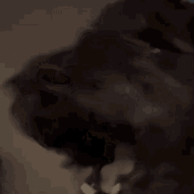 a close up of a dog 's nose with a blurred background .