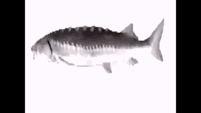 Fish Spinning GIF - Fish Spinning GIFs