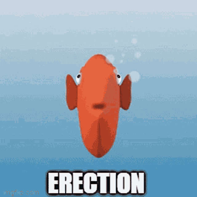 an orange fish with the word erection above it