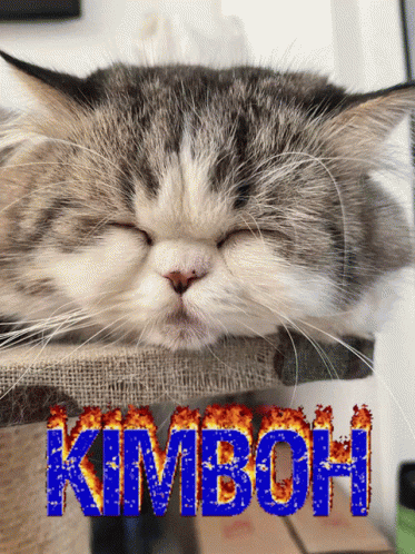Kimbo Kimbo Kucing GIF - Kimbo Kimbo Kucing Kimbo Adhik GIFs