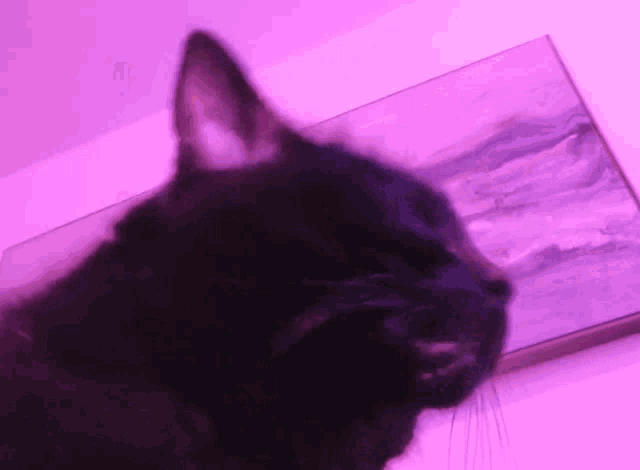 a close up of a black cat 's face with a purple background
