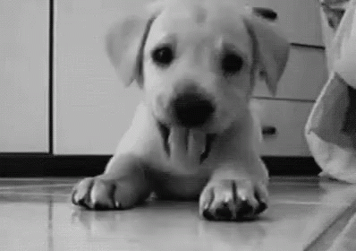 Ce Faci GIF - Puppy Bite Play GIFs