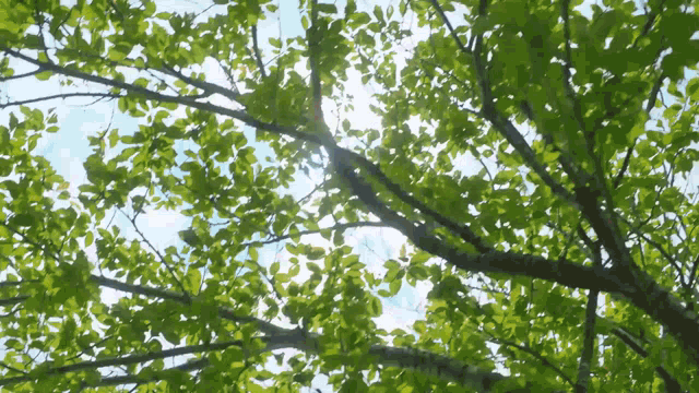 the sun shines through the branches of a tree