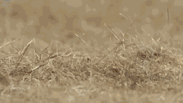 a close up of a snake laying in the grass .