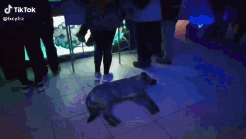 a dog is laying on a tiled floor in front of a group of people and a tiktok logo
