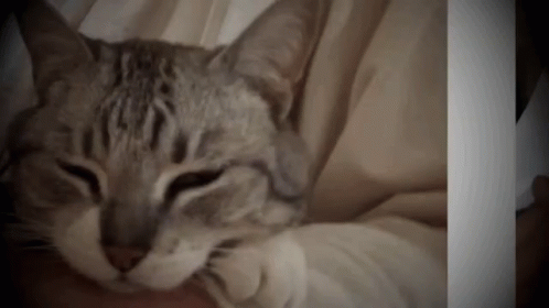 Sleepy Cat GIF - Sleepy Cat Snuggle GIFs