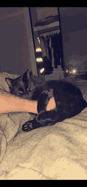 a black cat laying on a bed next to a person