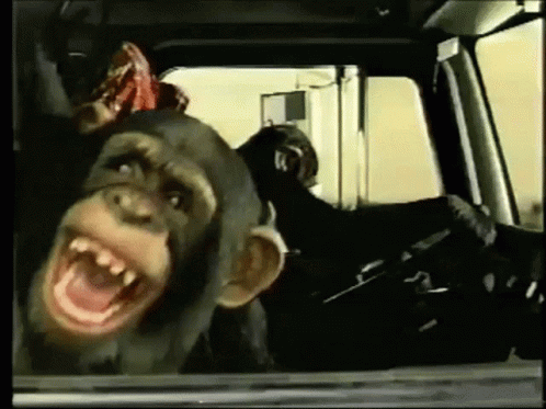 Monkeys Laughing GIF - Monkeys Laughing Apes GIFs