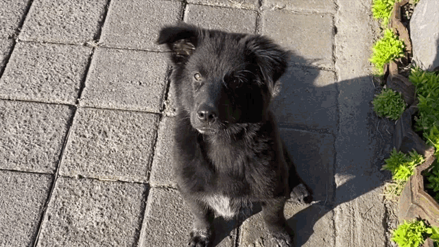 a small black dog is sitting on a brick sidewalk