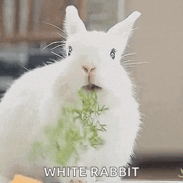 a white rabbit is eating a bunch of green plants .