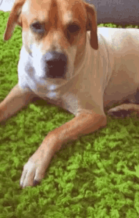 a brown and white dog is laying on a green blanket .