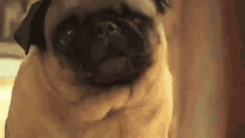 a close up of a pug dog looking at the camera with its eyes closed .