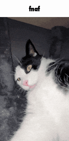 a black and white cat is laying on a couch with the text fnaf above it
