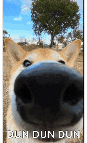 a close up of a dog 's nose with the words dun dun dun written below it