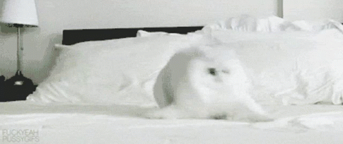 Cat On GIF - Cat On Bed GIFs