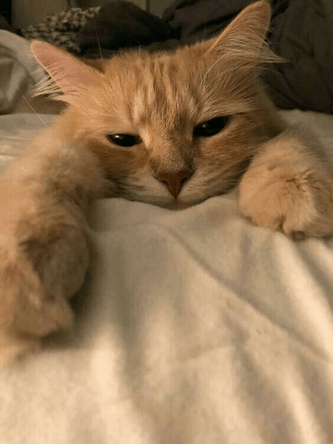 Cute Cat Sleep GIF - Cute Cat Cute Cat GIFs