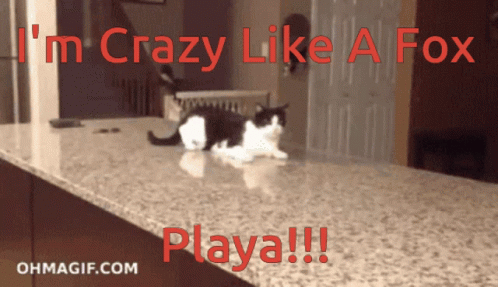 Funny Cat Crazy GIF - Funny Cat Crazy Fall GIFs