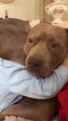 a brown dog is laying on a person 's lap