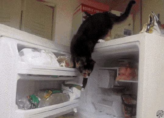 Freezer GIF - Freezer Cat Animal GIFs