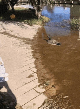a goose is swimming in a body of water next to a sidewalk