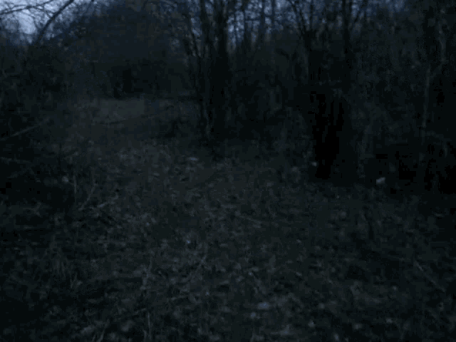 a blurry picture of a dark forest with trees and branches