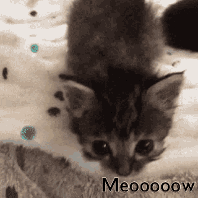 Miss May Meow GIF - Miss May Meow Ed Kitty GIFs