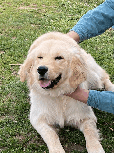 Atom Tomi GIF - Atom Tomi Golden Retriever GIFs