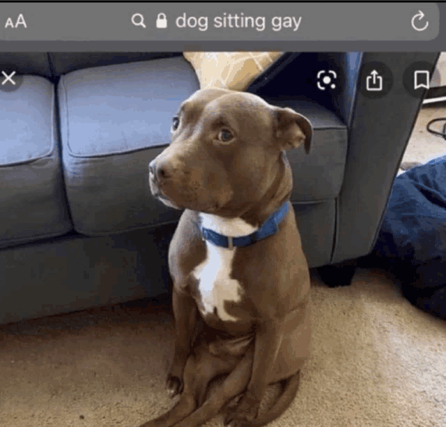 a dog is sitting on the floor in front of a couch with a google search for dog sitting gay on the screen