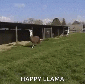 Happy Llama GIF - Happy Llama Happy Llama GIFs