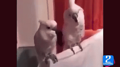 ヘッドバンキング 可愛い動物 GIF - Head Banging Head Bang Parrot GIFs