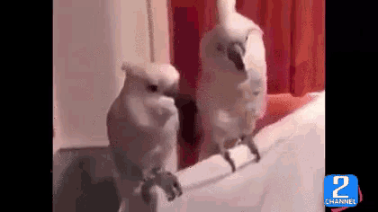 two white birds are standing next to each other on a ledge with a 2 channel logo in the corner
