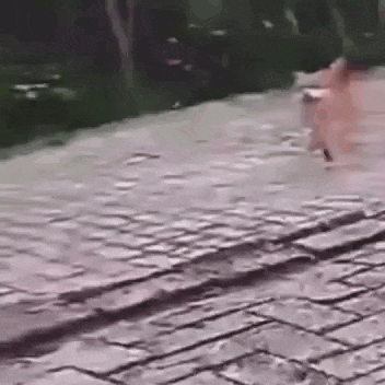 a person is walking down a brick sidewalk in the rain .