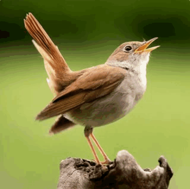 a small brown and white bird perched on a tree branch with its beak open .